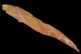 Fossil Shark (Hybodus) Dorsal Spine - Morocco #106518-1